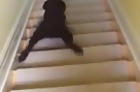 Puppy Goes Stair Surfing