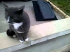 grey cat on catnip. funny