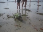 Surprise from the ocean