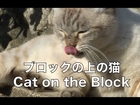 ブロックの上の猫 Cat on the Block  猫 子猫 cat kity