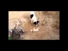 Top 5 Dog Funny Fail Compilation 2014