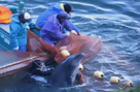 Conservation Group Slams “tradition” of Japan’s Dolphin Hunts