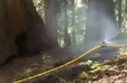 Firefighters Set Sprinklers on Sequoias to Protect Against Wildfire