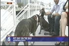 San Diego Tech Company Volunteers for the Dogs