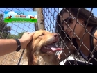 A dog rescue that will make you smile.  Please share on FB & Twitter. Mobile users - see link below