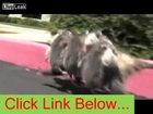 liveleak Mama Opossum Taking A Walk With Her Babies - Funny animals,Funny dogs, Funny cats -Very