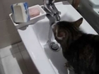 Cat obcessed with water