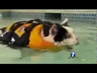 Watch News Anchor Loses It Over Swimming Cat Video