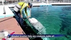 Beluga whale paints pictures in Japan aquarium