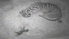 London Zoo tiger birth caught on 'cub cam'