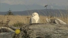 Nature: Snowy owls