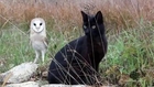 Fum & Gebra - Cat & Owl - Best Mates ! Chat & Chouette - Meilleurs Amis !