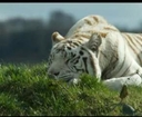 White tiger facts (Panthera tigris tigris)
