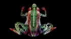 La grenouille - illusions body painting par Johannes Stötter