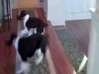 Dogs Dance As Owner Sings Dinner Time Song -www.copypasteads.com